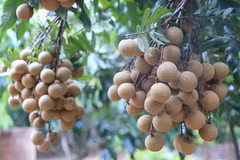 First co-operative in Hung Yen to ship longan to Europe