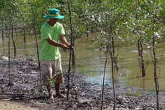 Tra Vinh: Shrimp-breeding in mangroves protects forest coverage, offers stable income