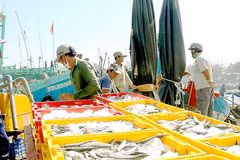 Binh Thuan fishing industry thrives amid pandemic