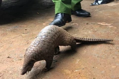 Wildlife trafficker arrested in Lam Dong province