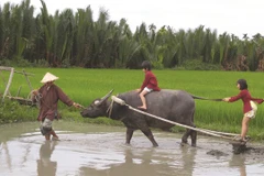 Buffalo tours in Hoi An prove a hit