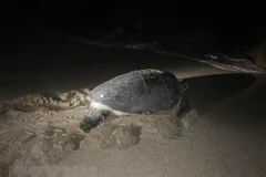 Ha Tinh: Endangered turtle returned to ocean