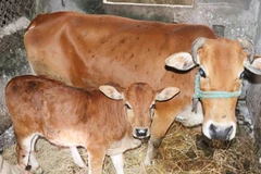 Laos could earn over 200 million USD from buffalo, cattle export this year