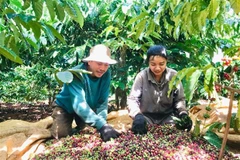Vietnam looks to bolster agricultural, seafood exports to Algeria, Senegal