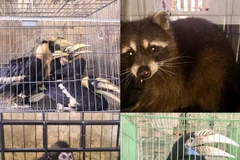 ENV campaign helps protect wildlife in central localities