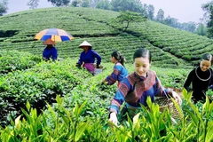 Coordination enhanced to improve livelihoods for ethnic minorities 