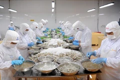 Ca Mau posts growth in shrimp exports in H1 despite pandemic