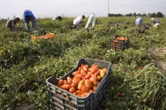 Australia’s pandemic-hit farms to reach out to Southeast Asia for labour: Bloomberg