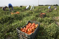 Australia’s pandemic-hit farms to reach out to Southeast Asia for labour: Bloomberg