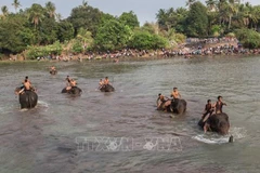 Dak Lak province to boost elephant-friendly tourism model