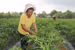 Tra Vinh lifts over 4,000 households out of poverty in 2020