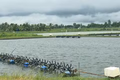 Shrimp farming holds numerous chances for recovery