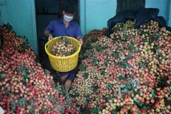 Promotional activities to boost exports of lychees to Japan
