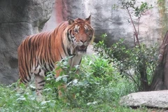 Measures sought to control tiger trading, conservation in Vietnam