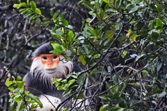 Thua Thien-Hue: endangered primate released into Bach Ma National Park