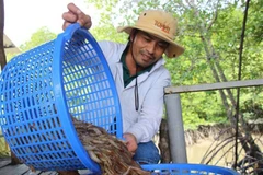 Tra Vinh shrimp output up over 6,000 tonnes