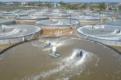 Indonesia's seafood exports see positive growth amidst COVID-19
