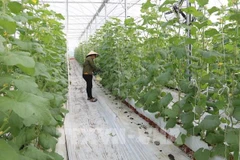 Tra Vinh province calls for many investment projects