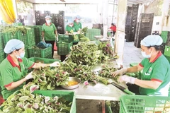 Cooperatives struggle to access COVID-19 support