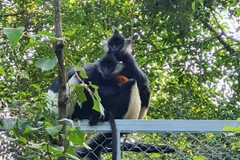 First Delacour’s langur baby born at Ninh Binh's Trang An Complex