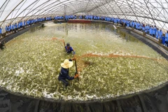 Vietnam, Australia look to beef up agriculture cooperation 