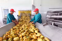 Room remains for Vietnamese exports to Russia