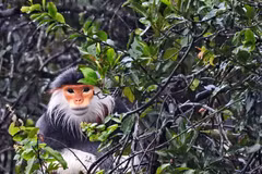 Thua Thien-Hue: endangered primate released into Bach Ma National Park