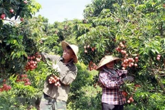 Conference to seek ways for boosting farm produce export to Japan