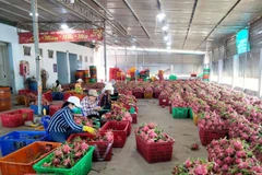 Agro-forestry-fisheries exports rise 13 percent in 10 months