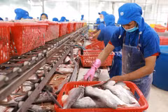 Vietnam poised to become world’s leading seafood processing centre