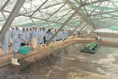 Bac Lieu strives to become national shrimp industry’s centre