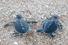 Vietnam’s two biosphere reserves nominated for UNESCO voting