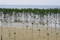 ASEAN launches region-wide greening initiative