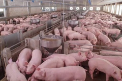 Russia becomes largest pork supplier to Vietnamese market