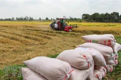 Northern region enjoys record rice output in 2020-2021 Winter-Spring crop