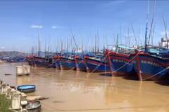 Binh Dinh: All fishing ships must obtain food safety certificates by end of June