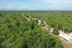 Ben Tre province to plant 10 million trees in five years