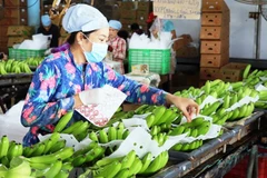 Fruit & vegetable exporters should tap into Northern Europe’s niche market: Newspaper