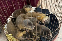 Nearly 480 wild animals rescued in H1