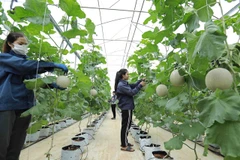 Seeking solutions to improve cooperative economic efficiency