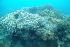 Local community takes lead in protecting Binh Dinh's coral reefs