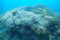 Local community takes lead in protecting Binh Dinh's coral reefs