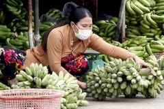 Ca Mau works to increase banana value, output