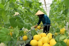 Nine global agritech entrepreneurs supported to scale solutions in Vietnam