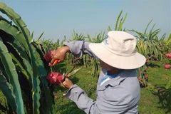 Binh Thuan province enhances dragon fruit exports