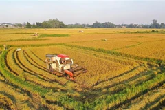 Vietnam likely to achieve rice export target this year