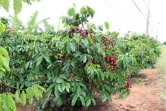 Difficulties still ahead for coffee sector: insiders
