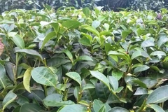Tea exports see bright spot in January-February
