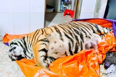 Ha Tinh police prosecute tiger bone glue maker