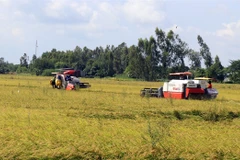 Thousands of hectares of rice affected by salinity, diseases in Kien Giang